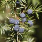 Juniperus Communis - 50 Seeds