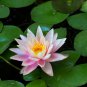 Justin Pink Water Lily Nymphaea Flower - 1 Seeds