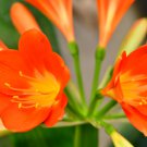 Kaffir Lily Clivia Plants - 100 Seeds