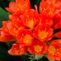 Kaffir Lily Clivia Plants - 100 Seeds