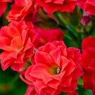 Kalanchoe Bonsai Longevity Flower Potted Plants - 100 Seeds Kalanchoe Bonsai Longevity Flower Potted Plants - 100 Seeds