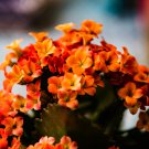 Kalanchoe Longevity Flower Rose Red Flowers - 100 Seeds