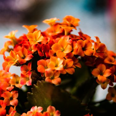 Kalanchoe Longevity Flower Rose Red Flowers - 100 Seeds