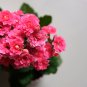 Kalanchoe Longevity Flower Rose Red Flowers - 100 Seeds