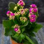 Kalanchoe Longevity Flower Rose Red Flowers - 100 Seeds