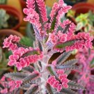 Kalanchoe sementes Seeds Succulent Bonsai - 50 Seeds