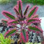 Kalanchoe sementes Seeds Succulent Bonsai - 50 Seeds