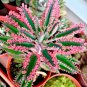 Kalanchoe sementes Seeds Succulent Bonsai - 50 Seeds