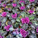 Kale Brassica Oleracea Ornamental Cabbage - 30 Seeds Kale Brassica Oleracea Ornamental Cabbage - 30 Seeds