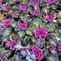 Kale Brassica Oleracea Ornamental Cabbage - 30 Seeds