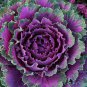 Kale Brassica Oleracea Ornamental Cabbage - 30 Seeds