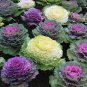 Kale Brassica Oleracea Ornamental Cabbage - 30 Seeds