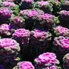 Kale Flowering Ornamental Cabbage Flower - 100 Seeds Kale Flowering Ornamental Cabbage Flower - 100 Seeds