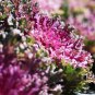 Kale Flowering Ornamental Cabbage Flower - 100 Seeds