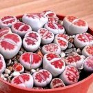 karasmontana 'Top Red' Succulents Garden Plants - 100 Seeds