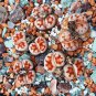 karasmontana 'Top Red' Succulents Garden Plants - 100 Seeds