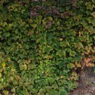 Kasuki Mixed Colors Boston Ivy Bonsai - 100 Seeds