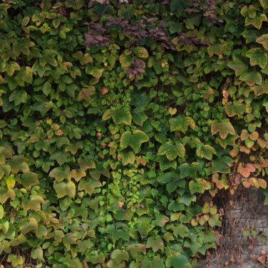 Kasuki Mixed Colors Boston Ivy Bonsai - 100 Seeds