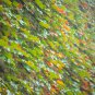 Kasuki Mixed Colors Boston Ivy Bonsai - 100 Seeds