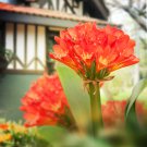 Kasuki Gorgeous Clivia Bonsai - 100 Seeds Kasuki Gorgeous Clivia Bonsai - 100 Seeds