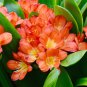 Kasuki Gorgeous Clivia Bonsai - 100 Seeds