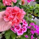 Kasuki Seeds Colorful Geranium  Beautiful Garden Flower - 50 Seeds
