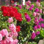 Kasuki Seeds Colorful Geranium Beautiful Garden Flower - 50 Seeds