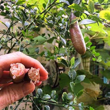 Kasuki Novel Finger Limes Citrus Pomegranate Bonsai - 20 Seeds