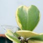 Kerrii Bonsai December Orchid - 100 Seeds