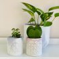 Kerrii Bonsai December Orchid - 100 Seeds