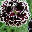 arnation 'Black and White Minstrel' Flowers - 20 Seeds