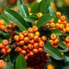 Bonsai Orange Pyracantha fortuneana Firethorn Perennial Tree  - 20 Seeds