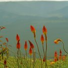 Kniphofia 'Elvira' Red Hot Poker Torch Lily 'Elvira' Flowers - 100 Seeds