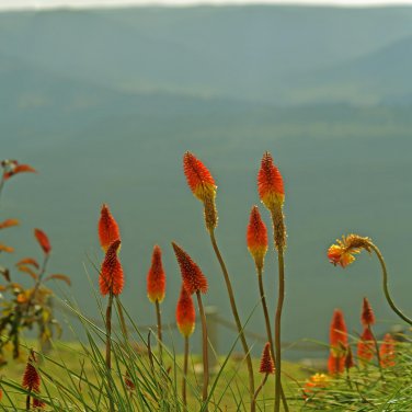 Kniphofia 'Elvira' Red Hot Poker Torch Lily 'Elvira' Flowers - 100 Seeds