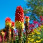 Kniphofia 'Elvira' Red Hot Poker Torch Lily 'Elvira' Flowers - 100 Seeds