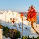 Kniphofia 'Elvira' Red Hot Poker Torch Lily 'Elvira' Flowers - 1000 Seeds