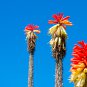 Kniphofia 'Elvira' Red Hot Poker Torch Lily 'Elvira' Flowers - 1000 Seeds