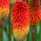 Kniphofia Flower red hot pokers-plants So Pretty Long Blomming fiery-hued flower