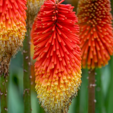 Kniphofia Flower red hot pokers-plants So Pretty Long Blomming fiery-hued flower