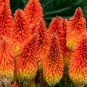 Kniphofia Flower red hot pokers-plants So Pretty Long Blomming fiery-hued flower