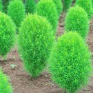 Kochia scoparia Seeds Mixed 5 Colors - 500 Seeds Kochia scoparia Seeds Mixed 5 Colors - 500 Seeds