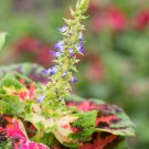 Kong Lime Sprite Coleus Herbs - 20 Seeds