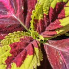 Kong Red Giant Coleus Herbs - 20 seeds Kong Red Giant Coleus Herbs - 20 seeds