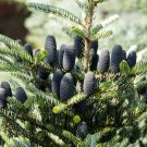 Korean Fir Flores Abies koreana - 100 Seeds