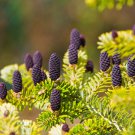 Korean Fir Tree Abies Koreana - 30 Seeds