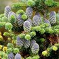 Korean Fir Tree Abies Koreana - 30 Seeds