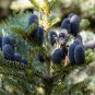 Korean Fir Tree Abies Koreana - 30 Seeds