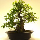 Korean Hornbeam Tree Bonsai Very Beautiful Mini Bonsai - 50 Seeds