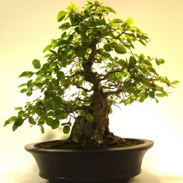 Korean Hornbeam Tree Bonsai Very Beautiful Mini Bonsai - 50 Seeds