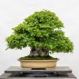 Korean Hornbeam Tree Bonsai Very Beautiful Mini Bonsai - 50 Seeds